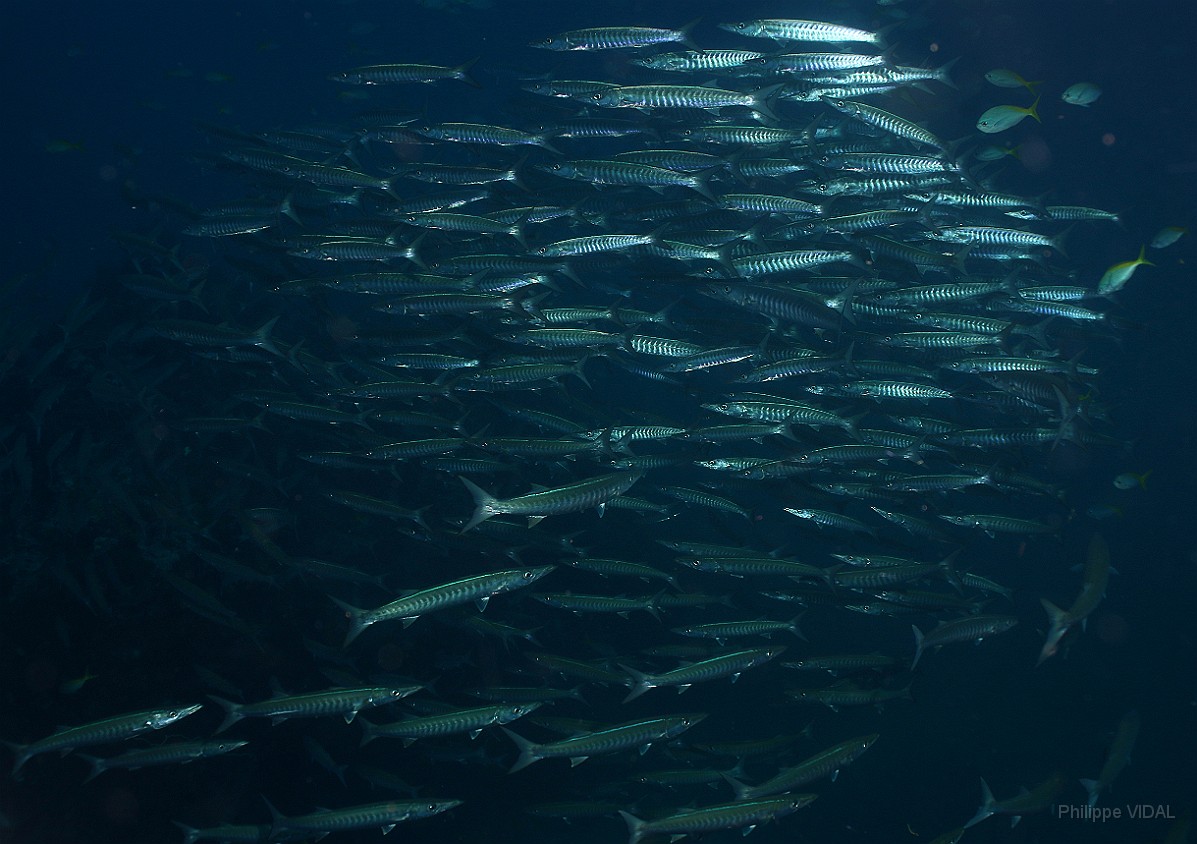 Thailand 2015 - Ko Tao - Barracuda a dents de scie - Sphyraena putnamiae _IMG_3711_rc.jpg